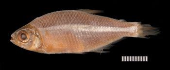 Media type: image;   Ichthyology 20911 Aspect: lateral,description
